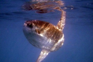  Repérer un poisson-lune en plongée 